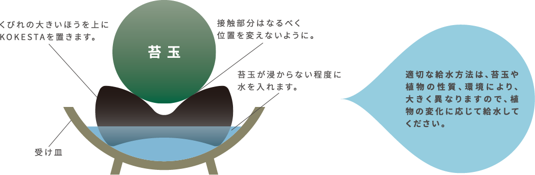 適切な給水方法は、苔玉や植物の性質、環境により、大きく異なりますので、植物の変化に応じて給水してください。